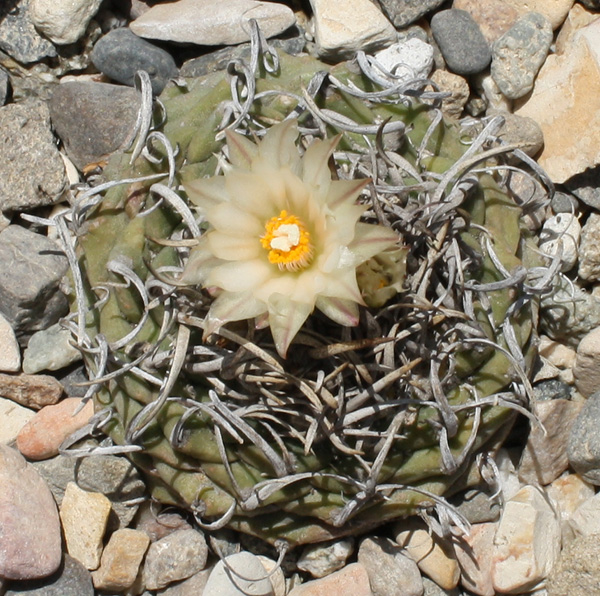 Turbinicarpus_schmiedickeanus_ssp_schmiedickeanus07232012_02.JPG