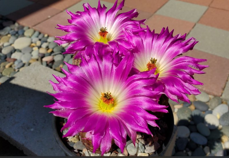 Echinocereus