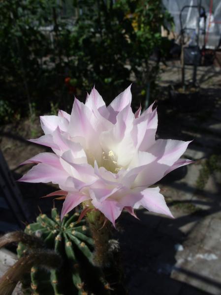 echinopsis oxygona 240712.JPG