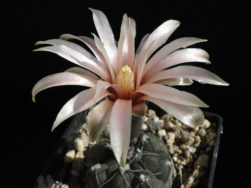 Gymnocalycium berchtii Tom06-148-1 2012 Juli24-3.jpg