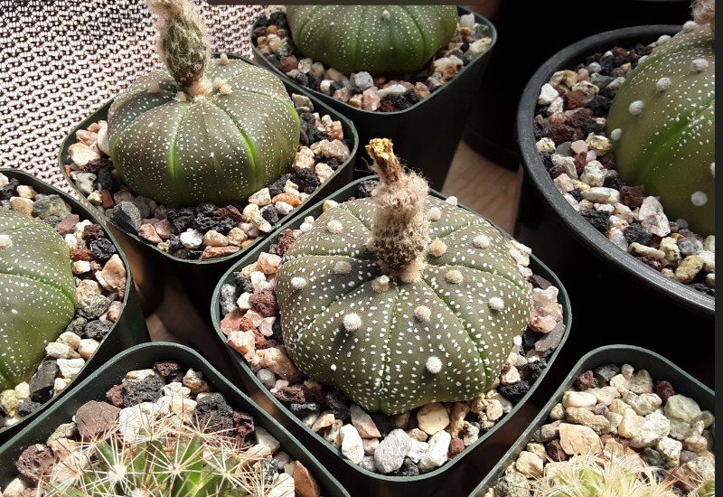 Astrophytum asterias