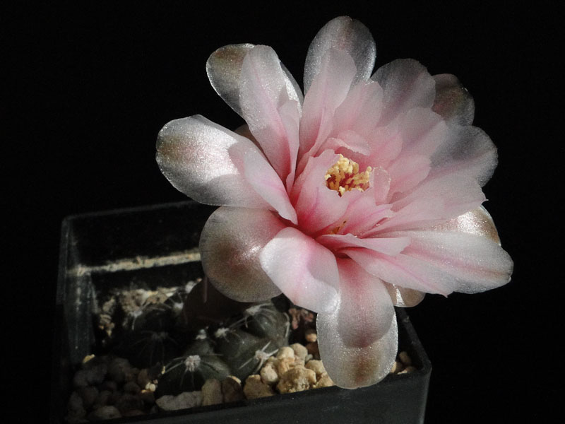 Gymnocalycium natalie Tom07-203-1 2012 Juli22-5.jpg