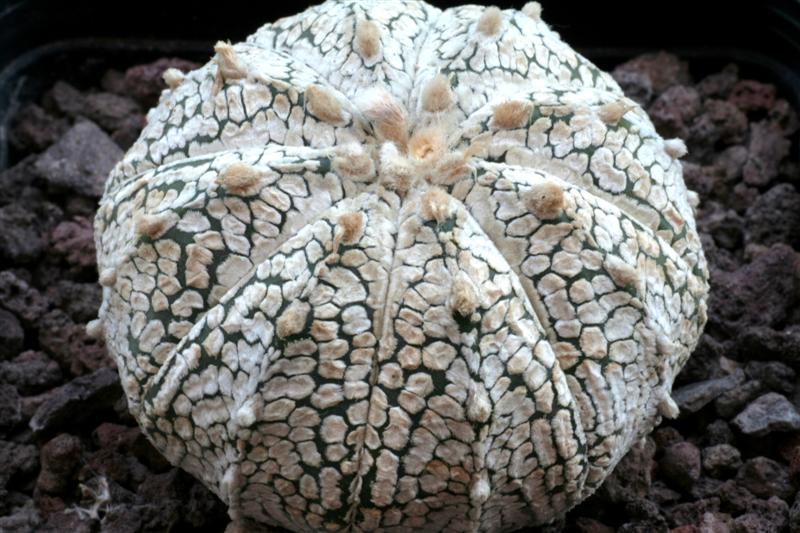 001Astrophytum_''Superkabuto'' .JPG