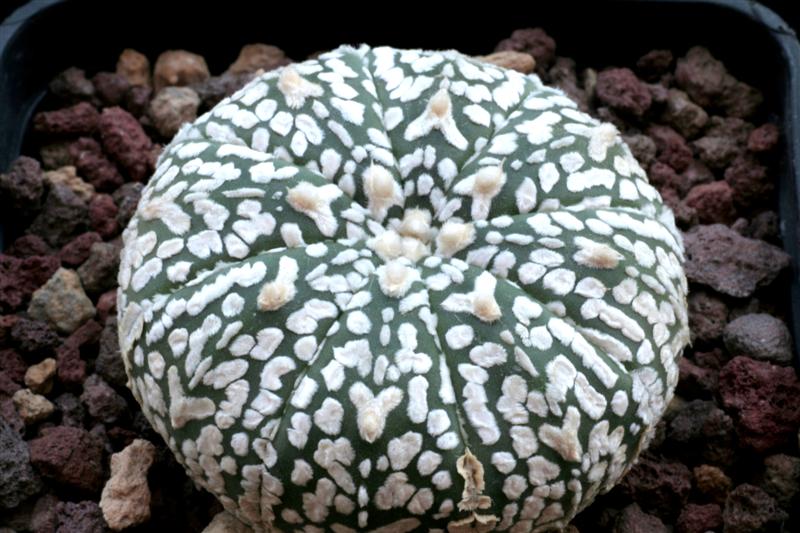 004Astrophytum_''Superkabuto'' .JPG