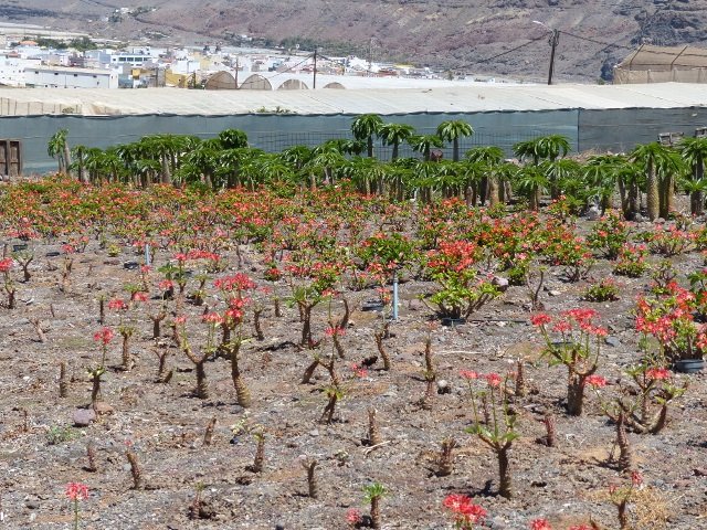 Pachypodium baronii, windsorii (640x480).jpg