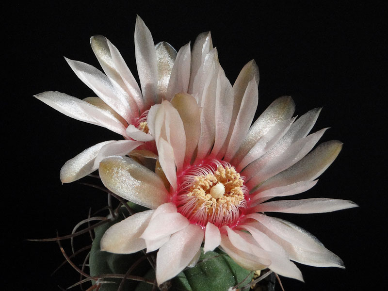 Gymnocalycium mucidum L510 2012 Juli24-1.jpg