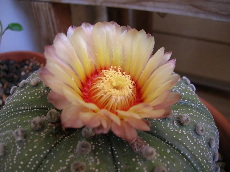 Astrophytum asterias