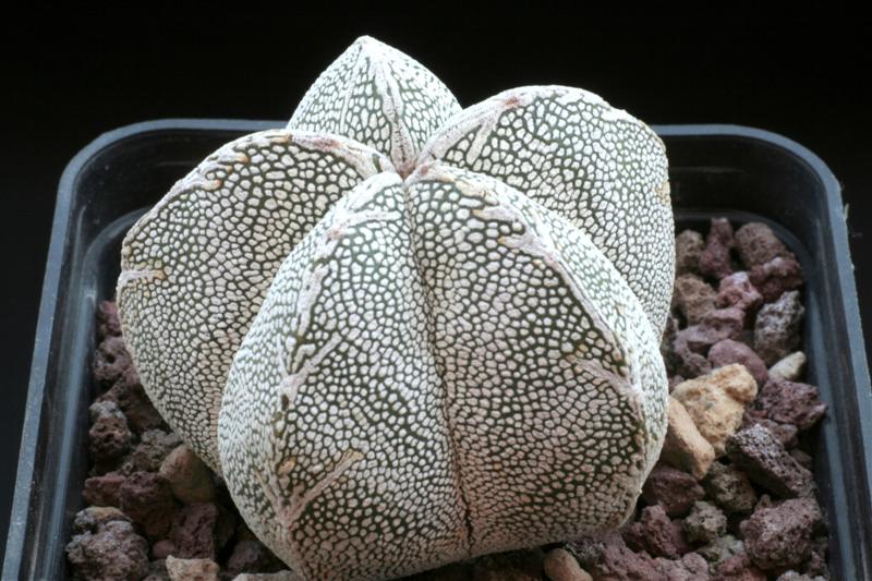 008Astrophytum_''Onzuka''.JPG