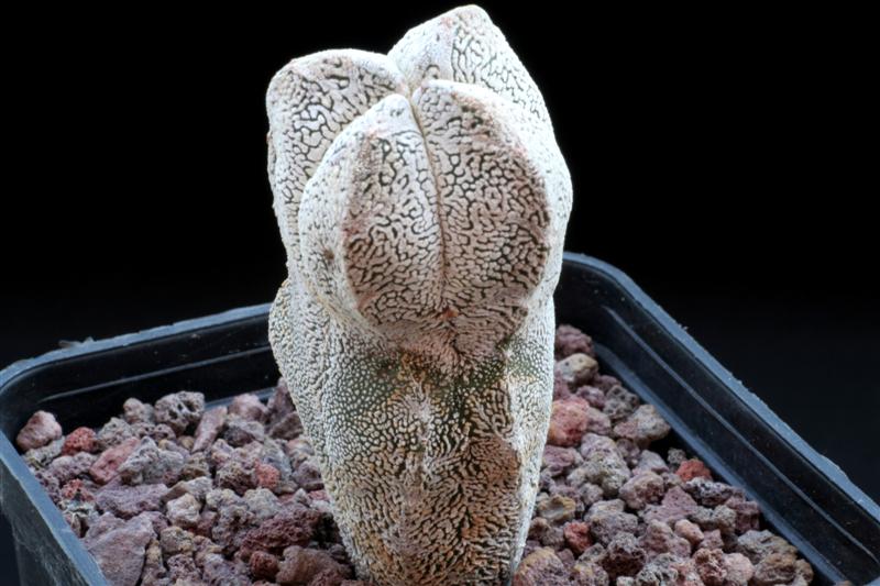 010Astrophytum_''Onzuka''quadricostatum.JPG