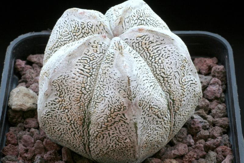 007Astrophytum_''Onzuka''_snow.JPG