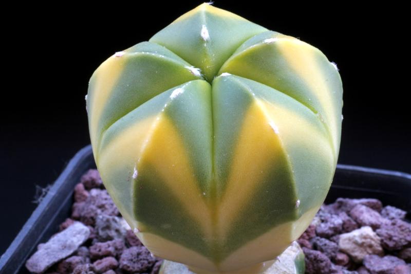 011Astrophytum_asterias_nudum_hibrid.JPG