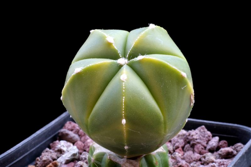 12 Astrophytum_asterias_nudum_hibrid .JPG