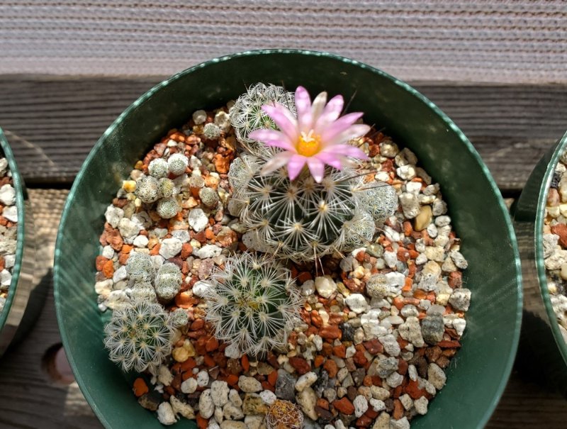 Turbinicarpus dickisoniae