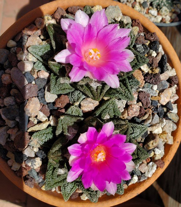 Ariocarpus hintonii