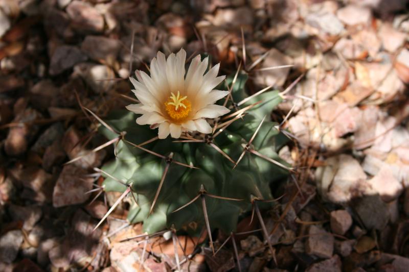 Thelocactus rinconensis ssp. nidulans - Chandler, AZ