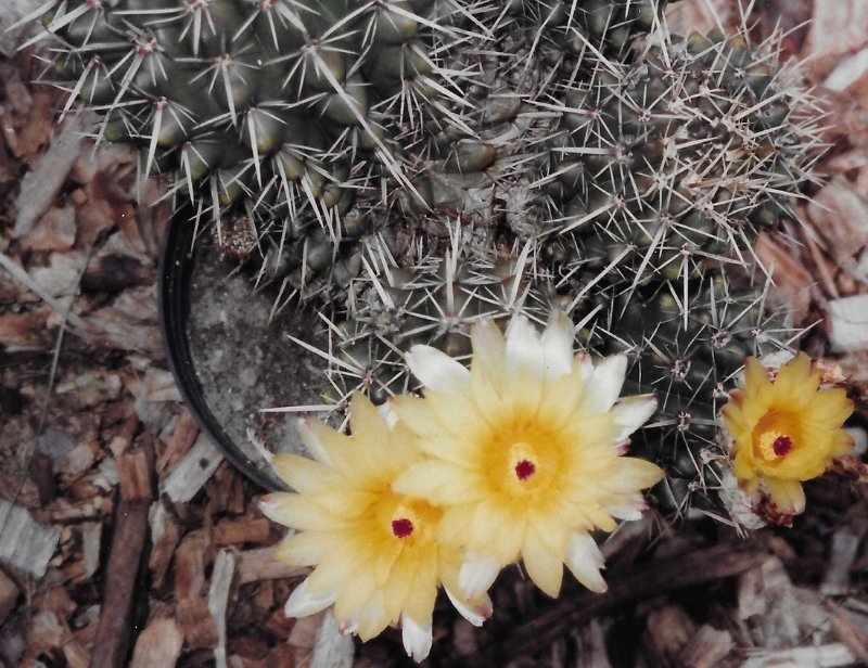 1991-7-20 P. mammulosa ssp. submammulosa 7 inch tall.jpg