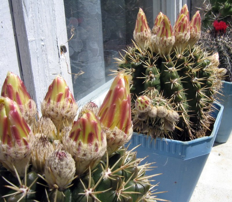 Parodia mammulosa ssp. submammulosa