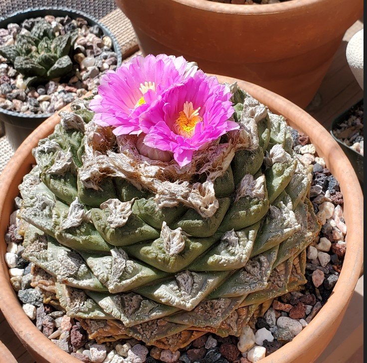 Ariocarpus fissuratus