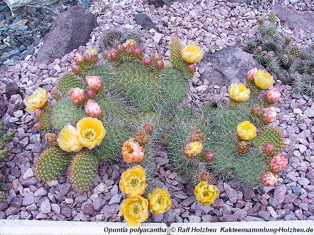 429_Opuntia_polyacantha.JPG