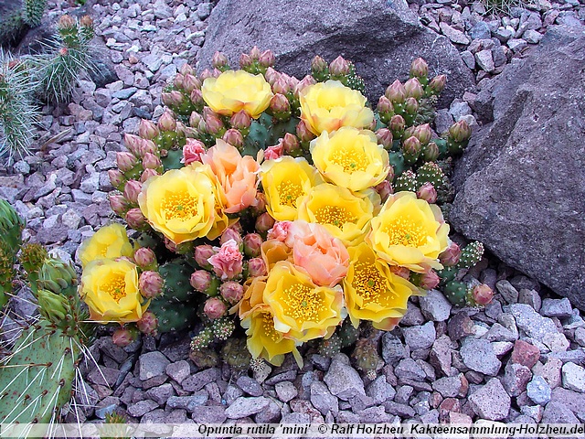 431_Opuntia_rutila_'mini'.JPG