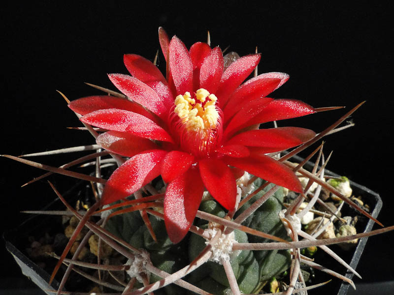 Gymnocalycium tillianum 2012 Juli26-2.jpg