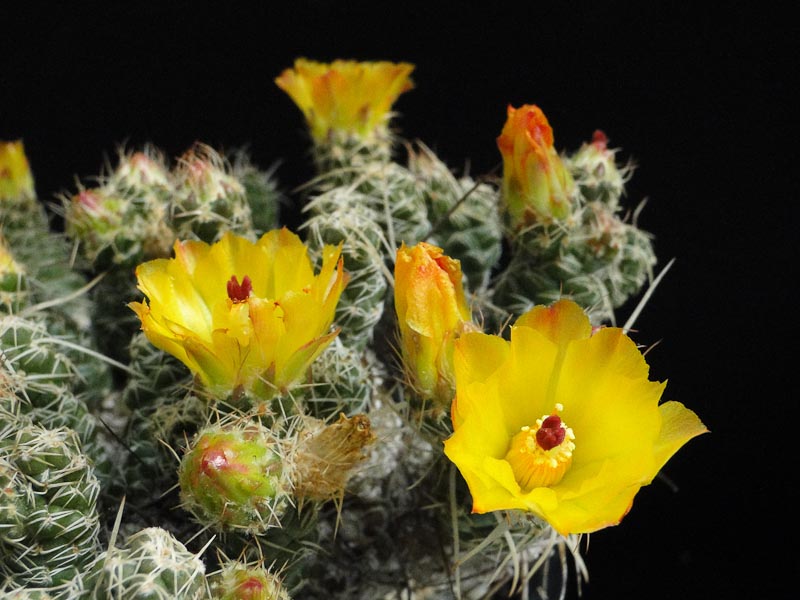 Tephrocactus weberi HPT102 2012 Juli28-3.jpg