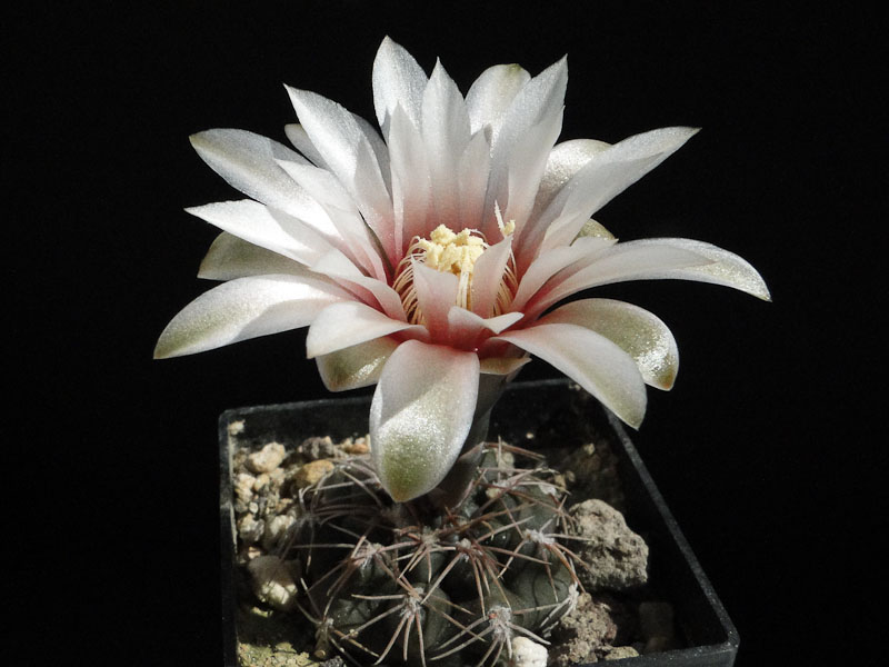 Gymnocalycium robustum Tom06-029-1 2012 Juli24-1.jpg