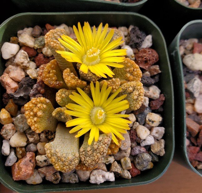 Titanopsis calcarea