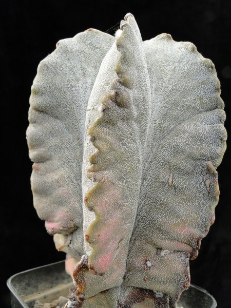 Astrophytum myriostigma ssp. tulense 2011 Februar20 123 (450 x 600).jpg