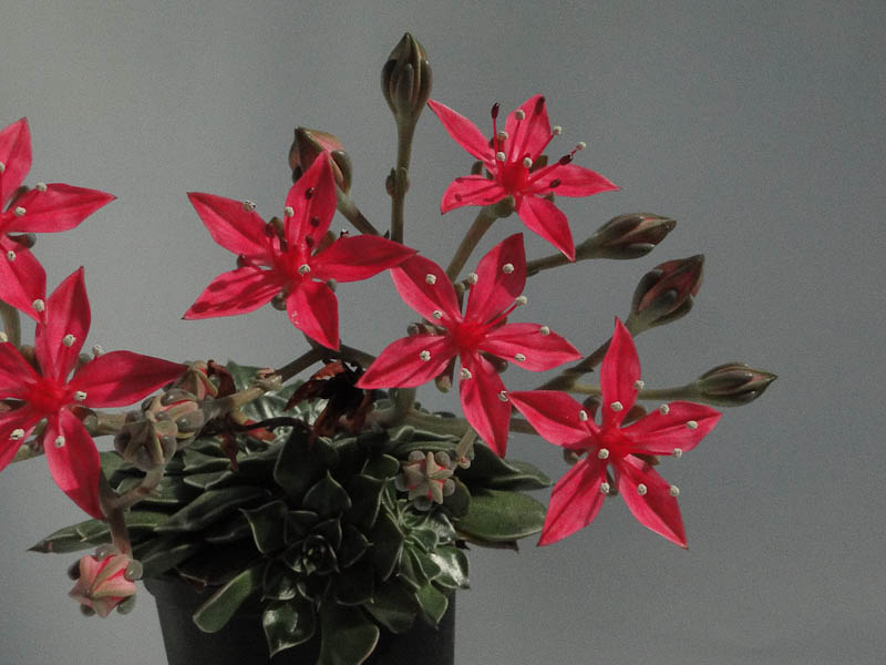 Graptopetalum bellum 2012 Juli12-6.jpg