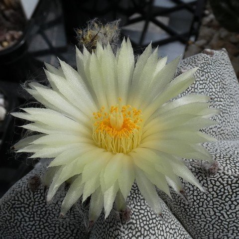 Astrophytum myriostigma cv Onzuka 05 23010402.JPG