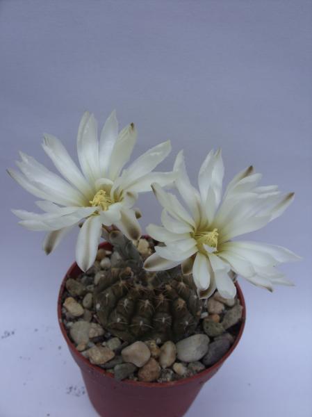 gymnocalicium ragonesei 020812.JPG