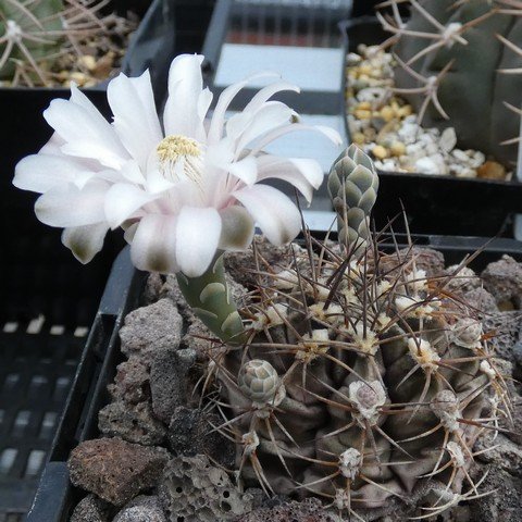 Gymnocalycium joosensianum 01 23011001.JPG