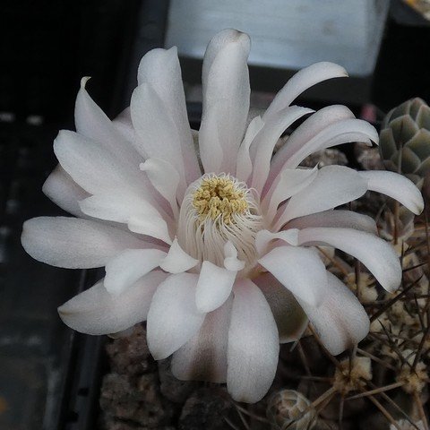 Gymnocalycium joosensianum 01 23011002.JPG