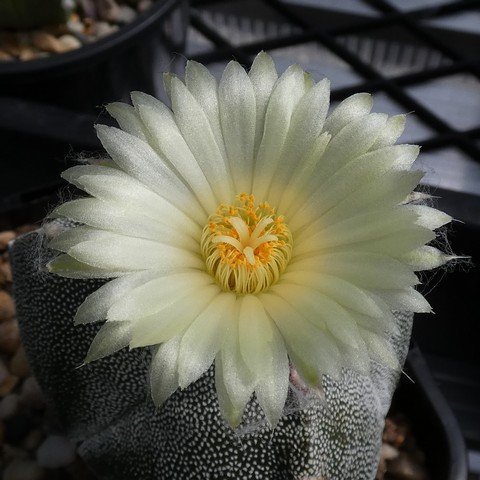 Astrophytum myriostigma var tricostatum 03 23011002.JPG