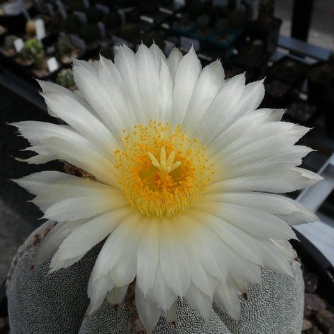 Astrophytum myriostigma var quadricostatum 10 23012502.JPG