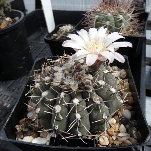 Gymnocalycium moserianum 01 23020501.JPG