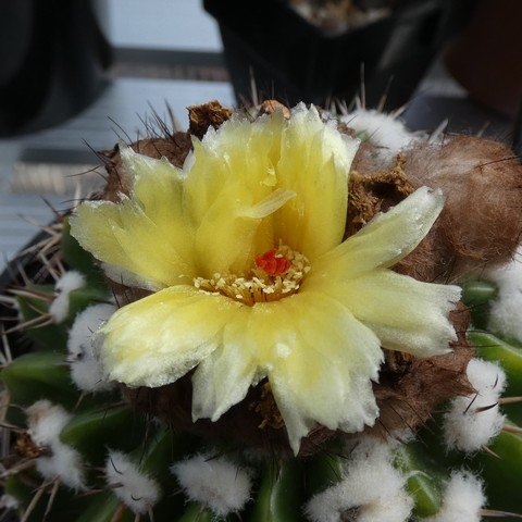 Parodia erinacea 23020502.JPG