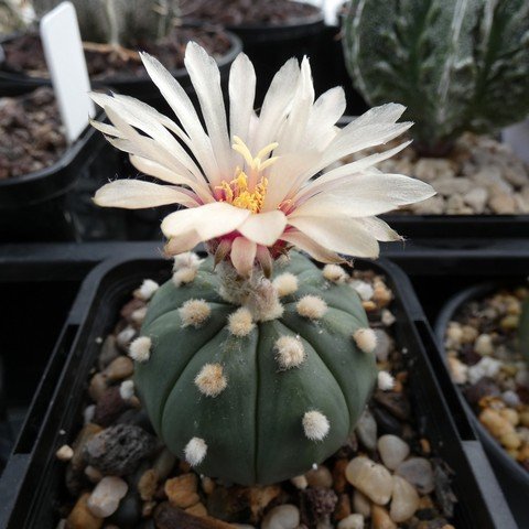 Astrophytum asterias var nudum 04 23020701.JPG