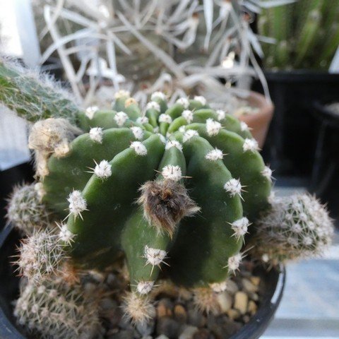 Echinopsis eyriesii 23021101.JPG