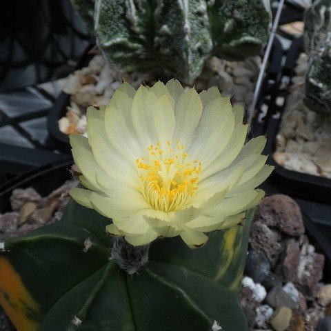 Astrophytum myriostigma var nudum f variegatum 05 23021202.JPG