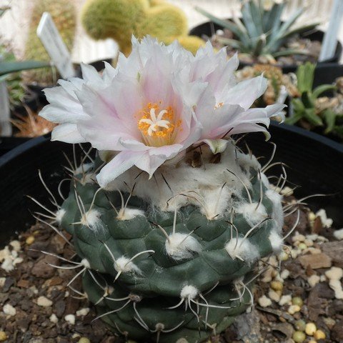 Turbinicarpus lophophoroides 23021201.JPG