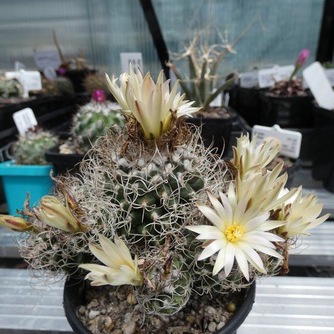 Turbinicarpus pseudomacrochele 01 23021301.JPG