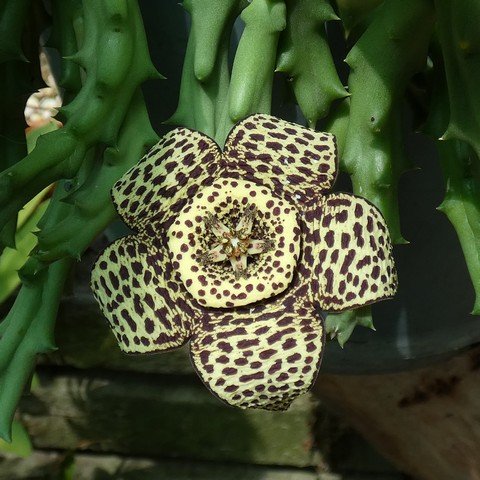 Orbea variegata 23021302.JPG