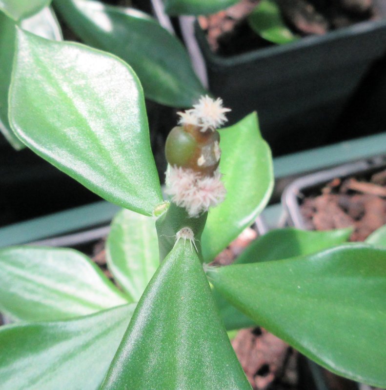 Ariocarpus retusus cv Suguri cauliflower