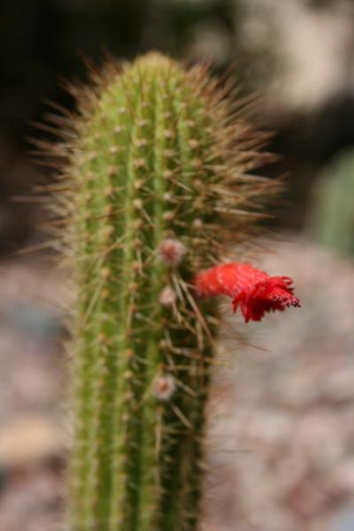 Cleistocactus samaipatanus - Chandler, AZ