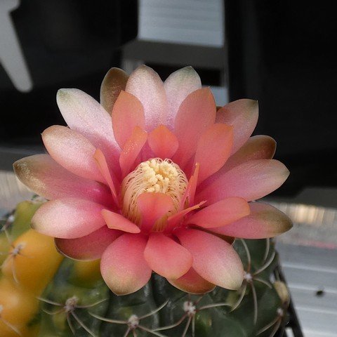 Gymnocalycium baldianum f variegata 23022502.JPG