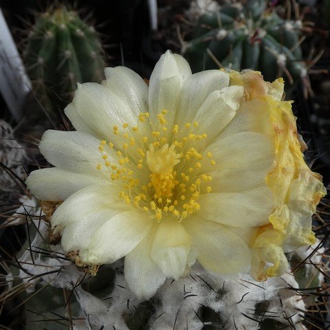 Copiapoa mollicula 01 23031202.JPG