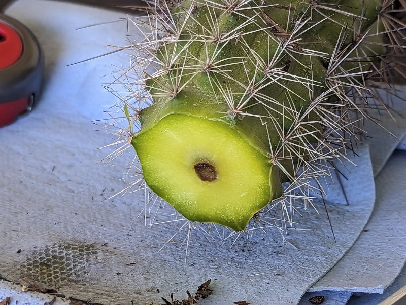 Cross section after the first cut.