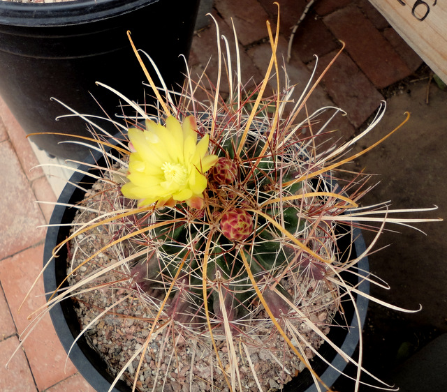 from Tamaulipas, 10 years old. one gallon pot.